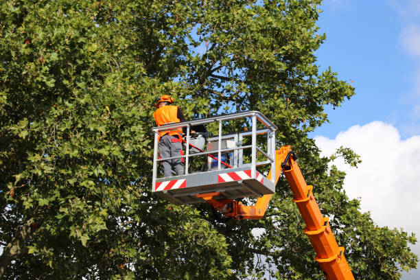 How Our Tree Care Process Works  in  Key Largo, FL