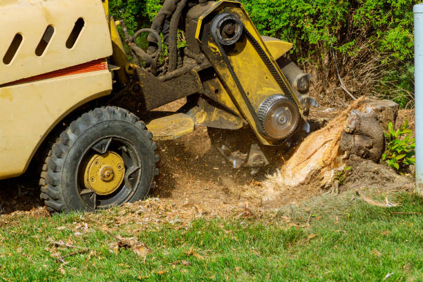 Professional Tree Services in Key Largo, FL